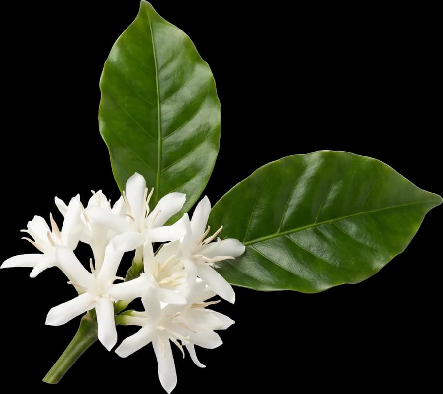 Ethera – Blüte